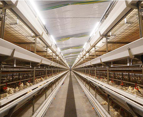 automatic chicken layer cage egg-collection system