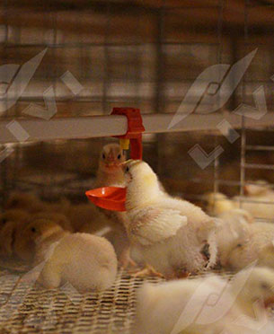 automatic chicken broiler cage drinking system