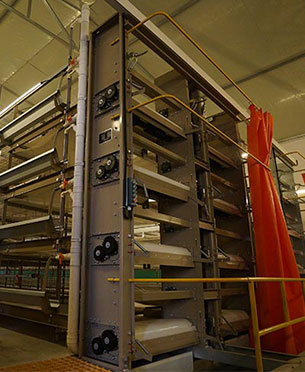 automatic chicken layers cage manure cleaning system