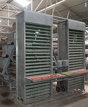 automatic chicken layer cage egg-collection system