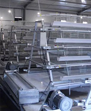 automatic chicken layers cage manure cleaning system