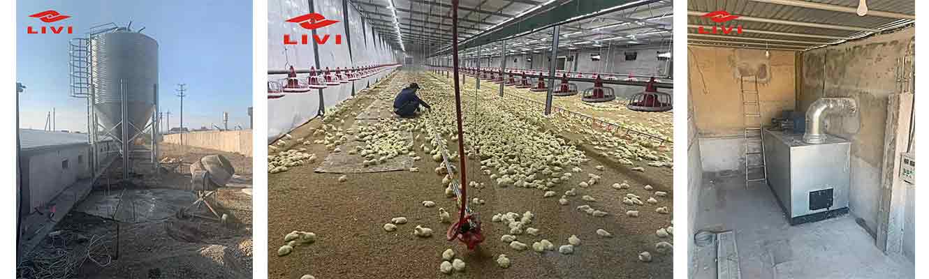 broiler ground feeding system