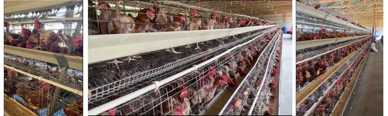 layer chicken cage system for 5000 birds poultry farm in tanzania