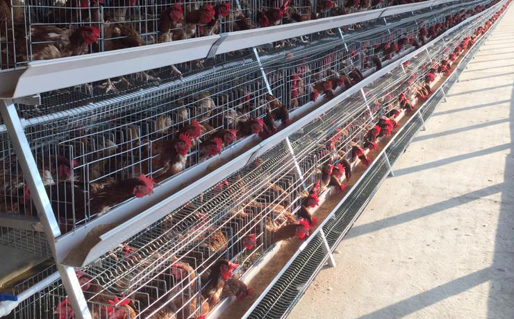17,600 Layers Manual Chicken Cage Farm in Nigeria.