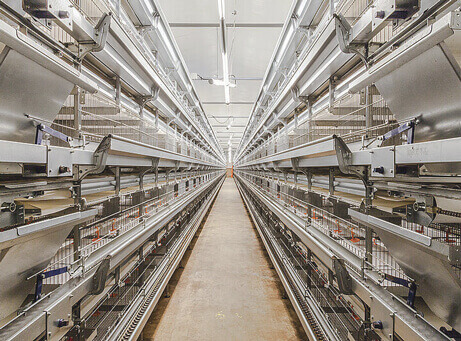 H-Type Pullet Battery Cage System