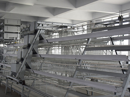 Shipping 124 sets of automatic poultry farming equipment battery layer cages to Ghana