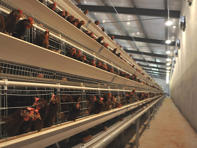 A-frame chicken battery layer cage