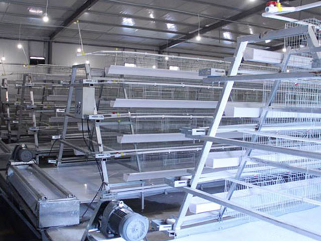 A-frame chicken layer battery cage