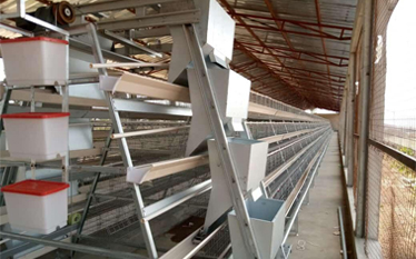 20,000 Layers Battery Cage Farm in Nigeria