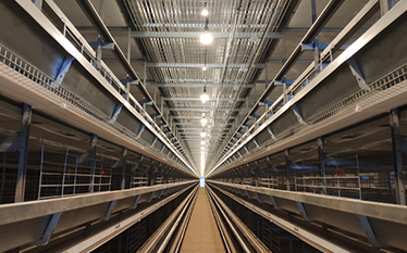 40,000 Layer Pullets Battery Cage Farm in Ghana