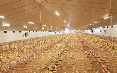 15,000 Deep Litter System Farm in Zambia