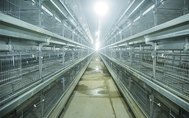 100,000 Successful Layer Chicken Farms in Kenya