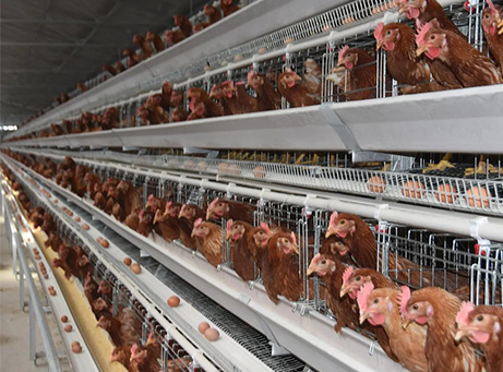 A-Type Layer Battery Cage System