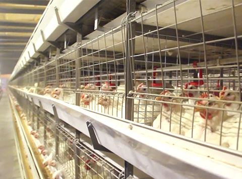 Battery Cage System For Broilers