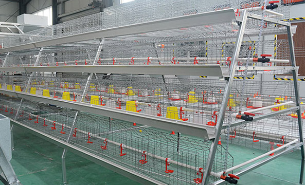 automatic pullet chicken cages