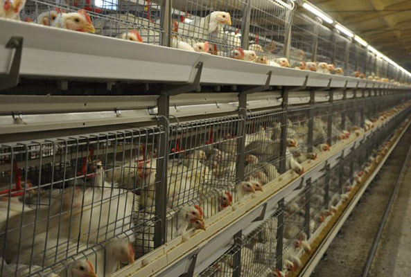broiler battery chicken cage system for poultry farms