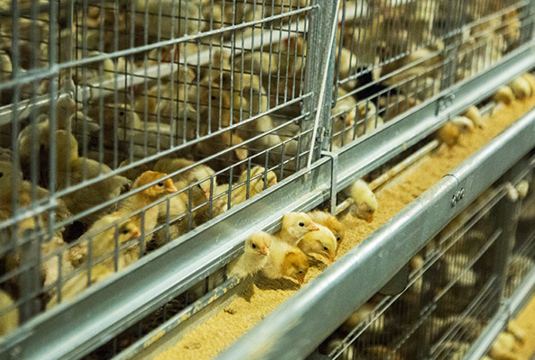 pullet battery chicken cage system for poultry farms