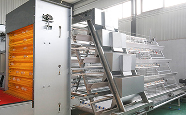 layer chicken cage system in uganda