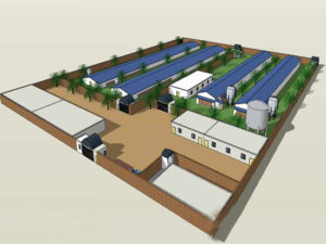 Chicken layer farming business plan with high-quality layer chicken