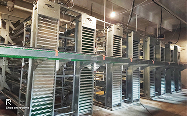 layer battery cage system for 50,560 chickens in Pakistan project