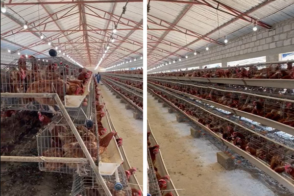 A-Type-Automatic-Layer-Cage-Farm-with-30,720-in-Zambia