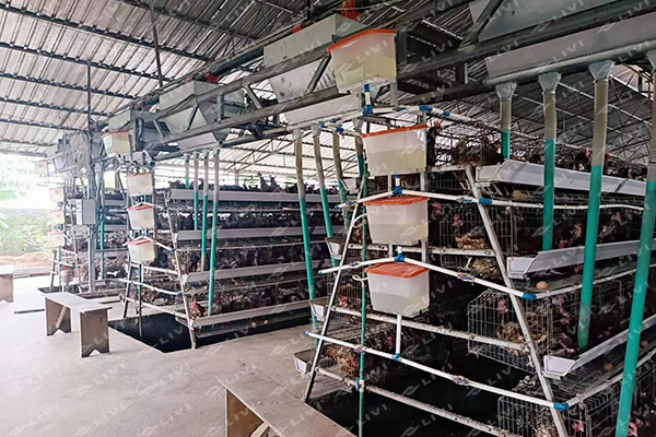 A-Type-Automatic-Layer-Cage-Farm-with-30,720-in-Zambia