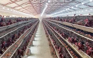 a-type-layer-cage-farm-in-zambia