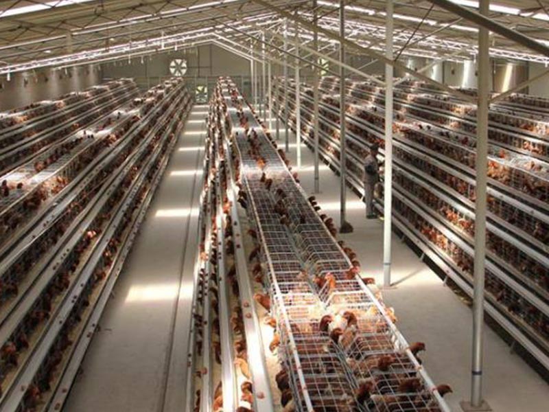 chicken-layer-farm-cage-system-in-Uganda-for-20000-laying-hens