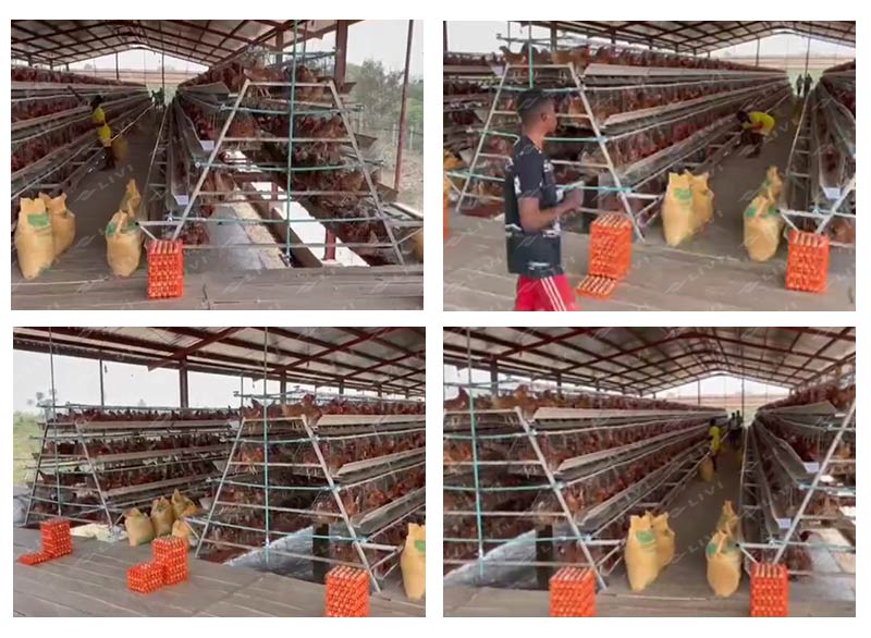 A-type layer chicken cages for 20,000 chickens farm in Nigeria