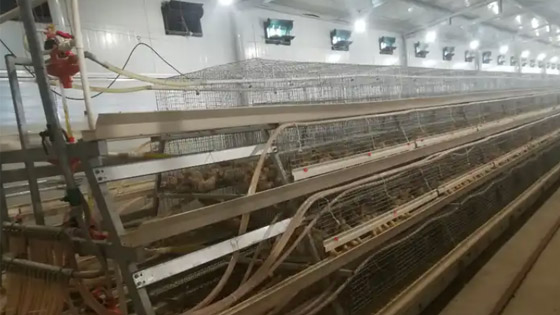 20,000 layers chicken cages farm in Zambia