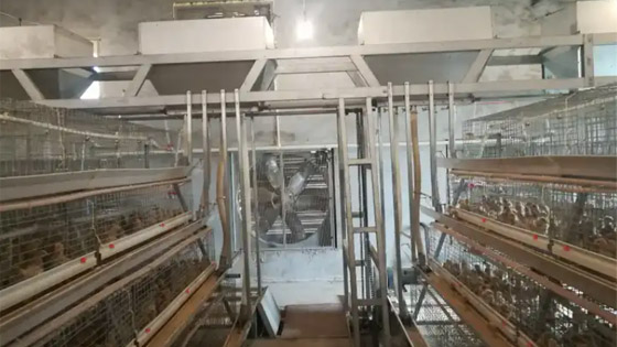 20,000 layers chicken cages farm in Zambia