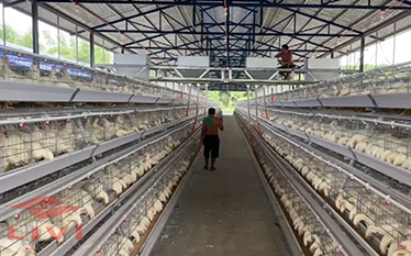 Successful Case of Using Our A-Type Battery Layer Cage System in a 15,000 Layers Farm in the Philippines.