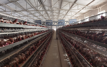 10,000 layers cages farm in south africa