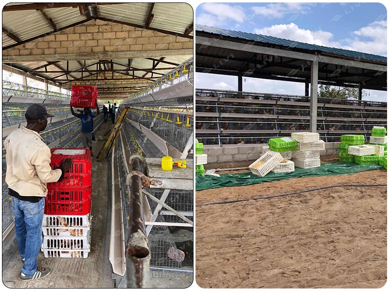10,000 Layers Cages Chicken Farm in Mozambique