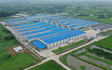 Million Modern Layer Farm in China