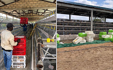 layers cages in mozambique for 10.000 chickens