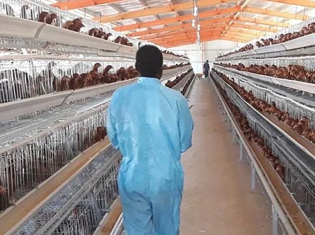 layer cage in tanzania