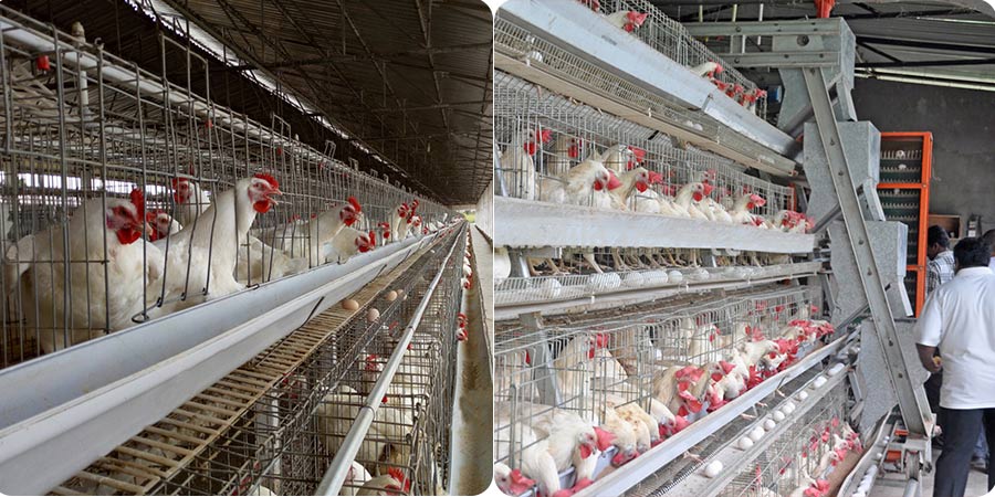 battery-cage-project-for-11,000-laying-hens-in-zambia