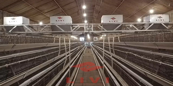 automatic-layer-chicken-cages-for-10,000-layers-in-nigeria