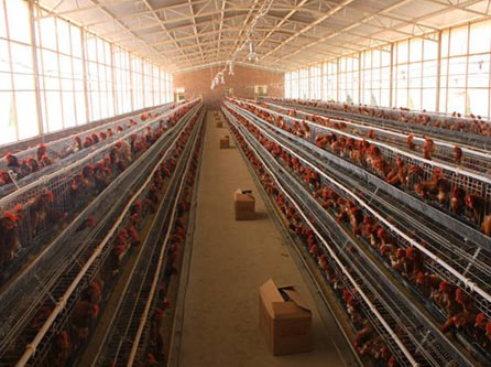 chicken-farming-equipment.
