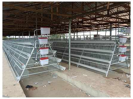 layer-cage-for-sale-in-ghana-2