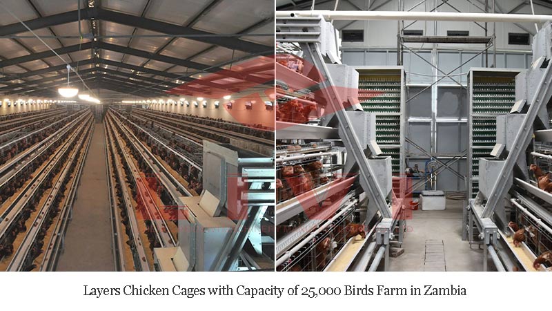 Layers-Chicken-Cages-with-Capacity-of-25,000-Birds-Farm-in-Zambia