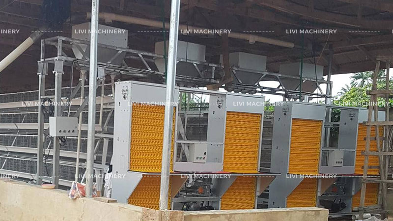 Poultry Chicken Cage System for 15,000 Layers Farming in Lusaka, Zambia