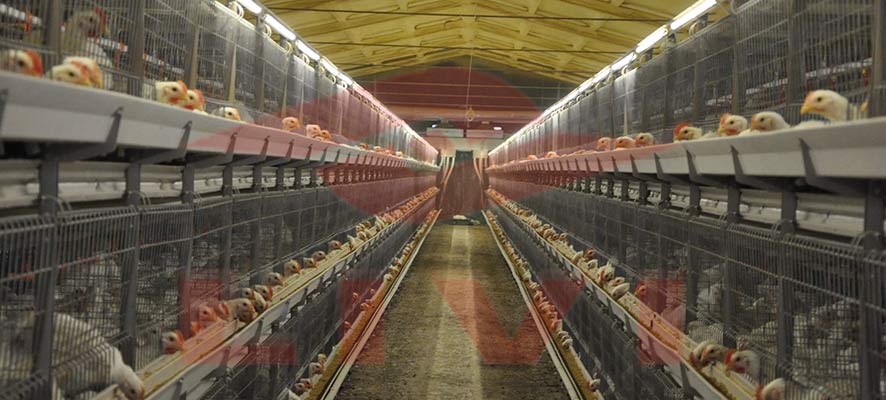 broiler chicken cage