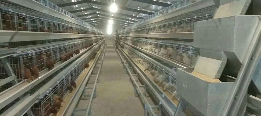layer-battery-cages-for-20000-chicken-automatic-poultry-farms