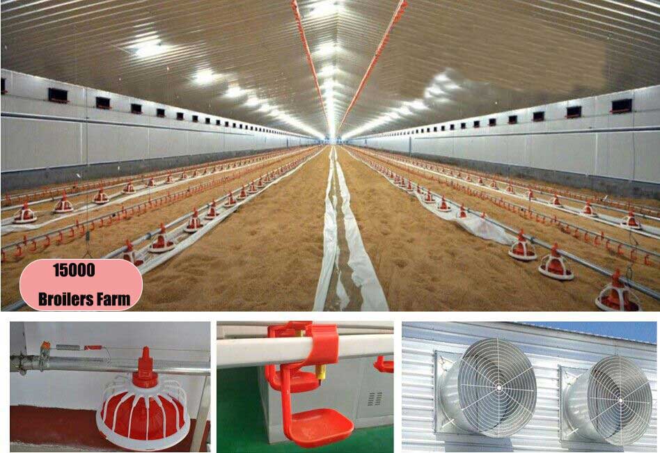 Deep Litter System for 15,000 Broilers