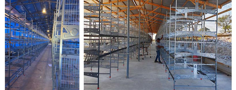 Uganda 20,000 Layers Poultry Farm with H-Type Layer Cage System